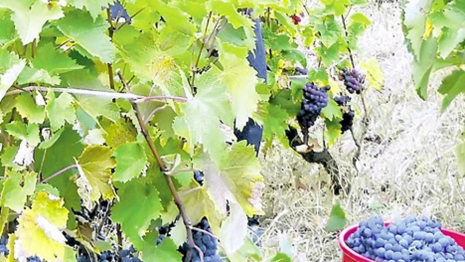 Prokupac se vraća u topličke vinograde