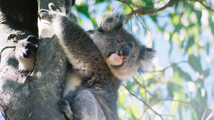 Požar možda usmrtio stotine koala