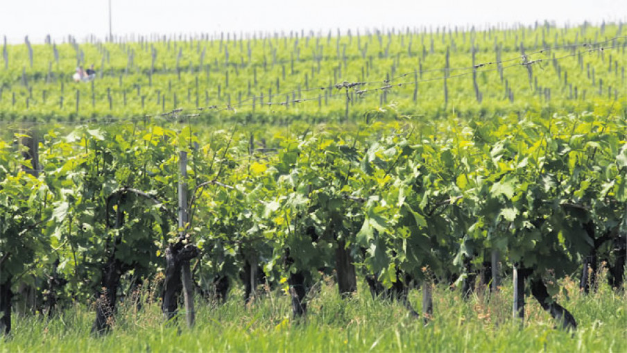 Vinogradarstvo se seli na Zlatibor