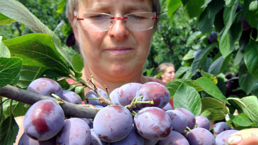Srbija izvezla organske proizvode u više od 30 zemalja