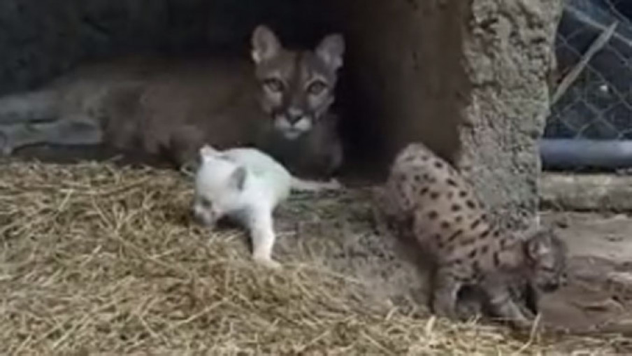 U Nikaragvi rođena albino puma, jedna od četiri na svetu