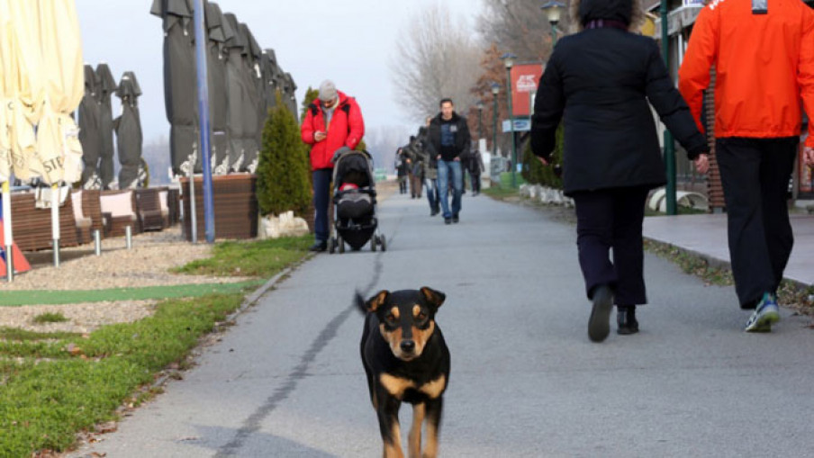 Na Adi Ciganliji i ove godine „Trka za ozdravljenje”
