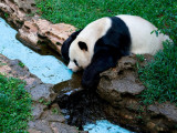 Tajpej: panda Juanbao proslavila šesti rođendan