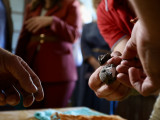 Прстеноване беле чиопе у Палати Албанија