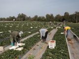 Израелски извозници прикривали порекло робе узгојене на окупираној територији
