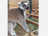 Lemur pobegao iz zoovrta u Amsterdamu i prošetao se ulicama grada