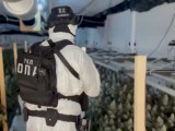 Производили марихуану у лабораторији у Батајници