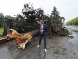 Невреме захватило Русију, у Москви оборено 50 стабала