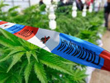 Заплењено око 1.700 биљака марихуане у Батајници, петоро приведено