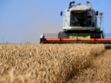 Продуктна берза: пшеница држи 71 одсто промета, поскупели кукуруз и соја